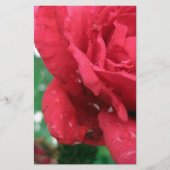 赤いバラ 便箋 (正面)