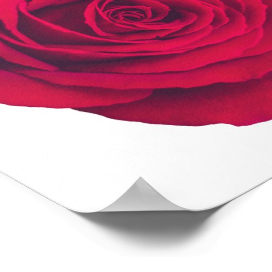 赤いバラ（大）右向き ポスター (角)