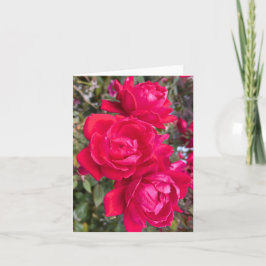 赤いバラ、庭の写真の3つの暗い赤いバラ カード