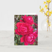 赤いバラ、庭の写真の3つの暗い赤いバラ カード (黄色い花)