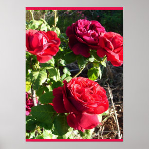 赤いバラ 薔薇 花 フラワー ガーデン ユージン・ファースト ポスター