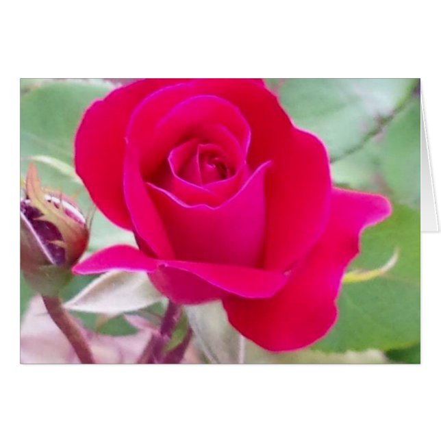 赤いバラ、西のラファイエット、インディアナ (正面横)