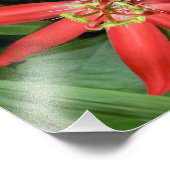 赤いパッションフラワー フォトプリント            (角)