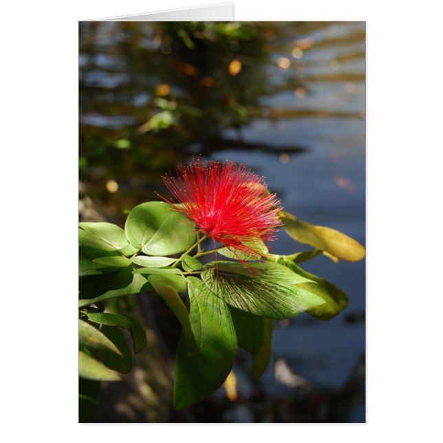 赤いパフ (正面)