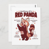 赤いパンダの動物愛好家 ポストカード (正面/裏面)