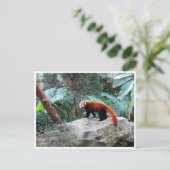 赤いパンダ ポストカード (スタンド正面)