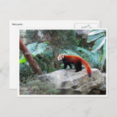赤いパンダ ポストカード (正面/裏面)