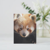 赤いパンダ ポストカード (スタンド正面)