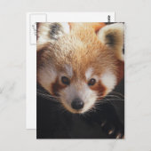 赤いパンダ ポストカード (正面/裏面)