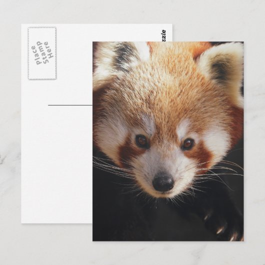 赤いパンダ ポストカード (正面/裏面)