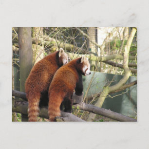 赤いパンドラ(PANDAS)はがき ポストカード