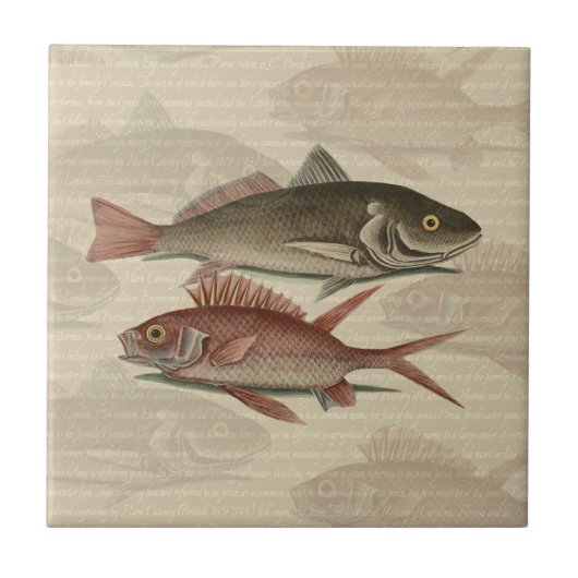赤いパーチの魚 釣り人のアート タイル (正面)