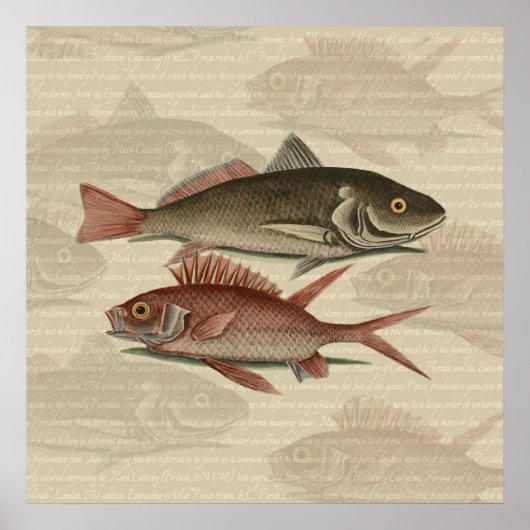 赤いパーチの魚 釣り人の芸術 ポスター (正面)