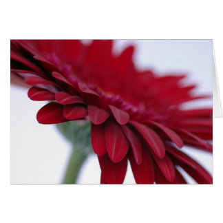 赤いビロードカード