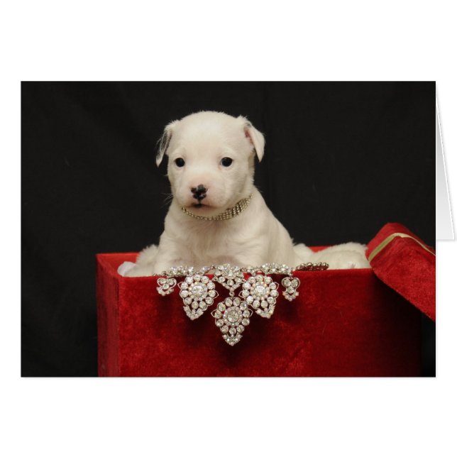 赤いビロード (正面横)