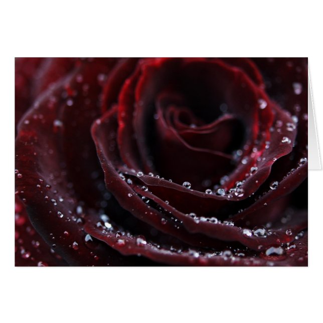 赤いビロード (正面横)