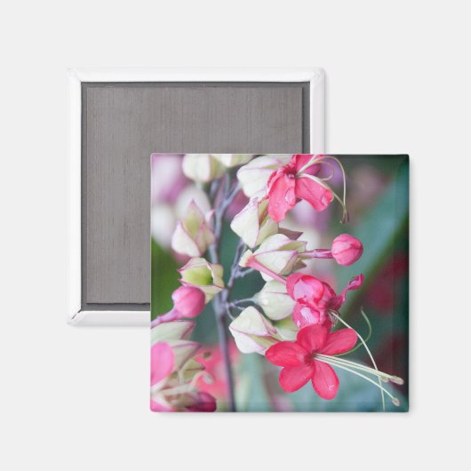 赤いピンクと白の熱帯の花 マグネット (正面/裏面)