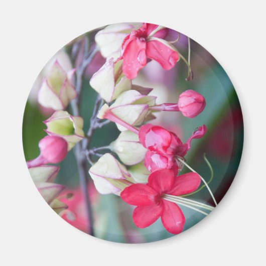 赤いピンクと白の熱帯の花 マグネット (正面)