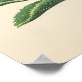 赤いプロテアの花 ポスター (角)