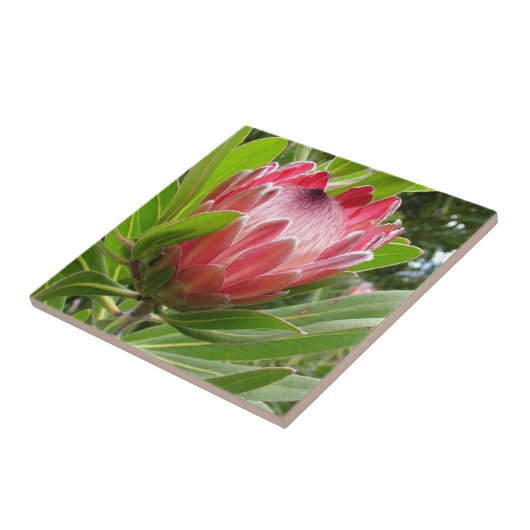 赤いプロテア タイル (側面)