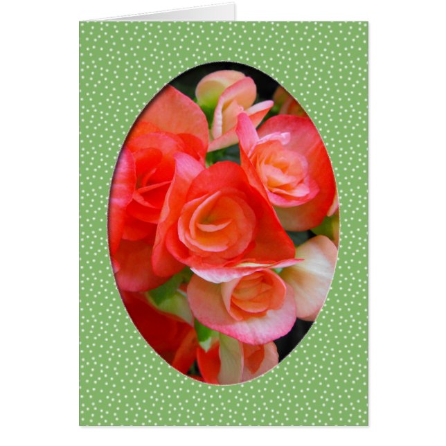 赤いベゴニアの花 (正面)