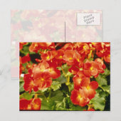 赤いベゴニア X レックス カルトラム (レックスベゴニア) の花 ポストカード (正面/裏面)