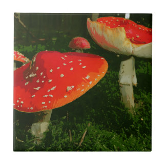 赤いベニテングタケのテングタケ属のMuscariaのきのこの写真 タイル