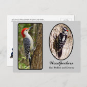 赤いベリーズとダウンの木ペッカーはがき ポストカード (正面/裏面)