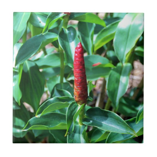 赤いボタンのショウガ タイル (正面)