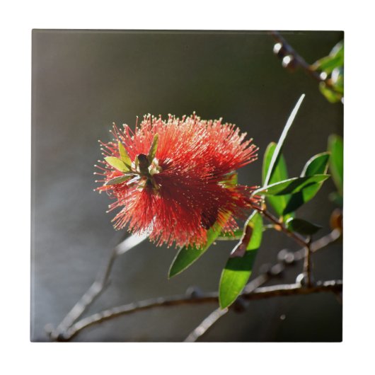 赤いボトルブラシの花CALLISTEMONオーストラリア タイル (正面)