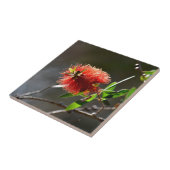 赤いボトルブラシの花CALLISTEMONオーストラリア タイル (側面)