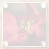 赤いポインセチアのクリスマススターフラワー ガラスコースター (裏面)