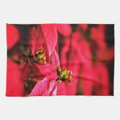 赤いポインセティアスの花 キッチンタオル (横)