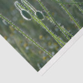 赤いポップフィールドの分離 薄葉紙 (詳細)