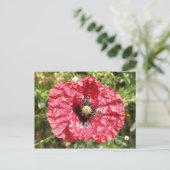 赤いポピーかわいらしフラワーマクロはがき ポストカード (スタンド正面)