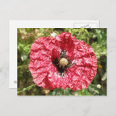 赤いポピーかわいらしフラワーマクロはがき ポストカード (正面/裏面)