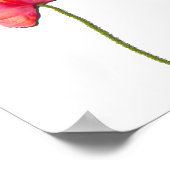 赤いポピーの花のミニマルなシンプルさを歌う ポスター (角)