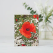 赤いポピーの花ポルトガル写真旅行 シーズンポストカード (スタンド正面)