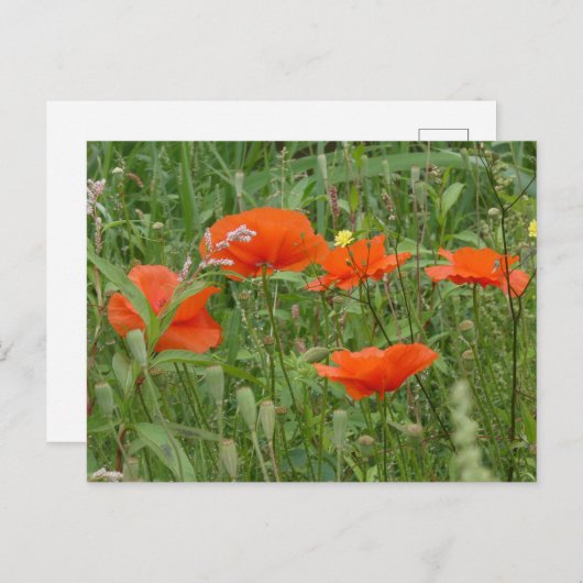 赤いポピー野生の花クローズアップDIYポストカード シーズンポストカード (正面/裏面)