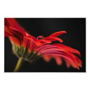 赤いマクロガーベラの花 フォトプリント