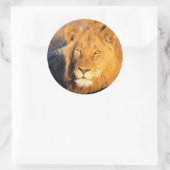 赤いマネードライオンがカメラを見ている。 ラウンドシール (バッグ)
