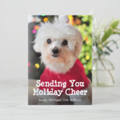 赤いマルチーズクロースのスーツを着た白いサンタ犬。 シーズンカード (スタンド正面)