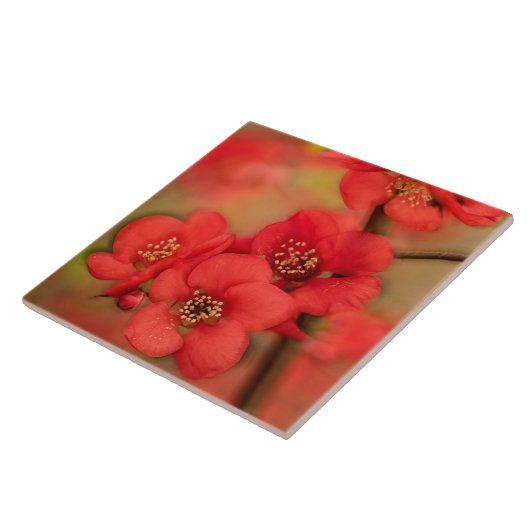 赤いマルメロの花 タイル (側面)