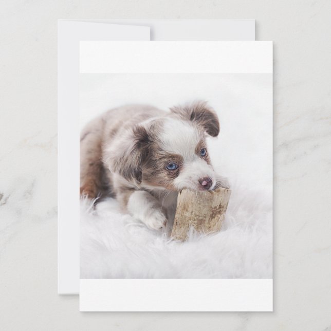 赤いマールパピー (正面)