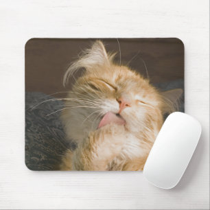 赤いメインあらいぐま猫のクローズアップ写真 マウスパッド