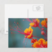 赤いメキシコ極楽鳥 ポストカード (正面/裏面)