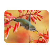 赤いユッカに囲まれたハミングバード マグネット (横)