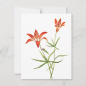 赤いユリの花 - ヴィンテージ植物画アートカード (正面)