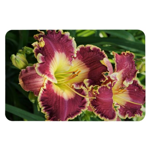 赤いユリ マグネット (横)