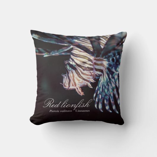 赤いライオンフィッシュ(Pterois volitans, Linnaeus, 1758) クッション (正面)